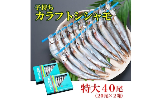 ししゃも 子持ち カラフトシシャモ 特大 40尾（20尾×2箱） 子持ちシシャモ カラフトししゃも 大洗