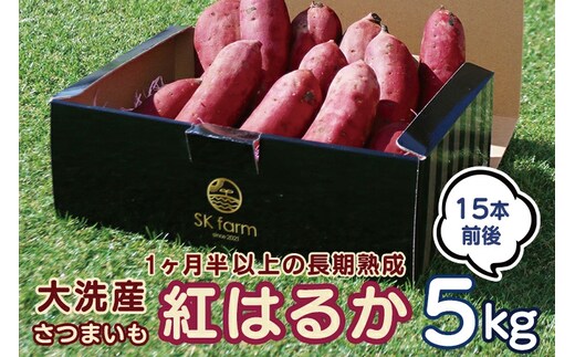 【先行予約】大洗産 さつまいも 紅はるか 5kg （15本前後） Sea Sweet 長期熟成 茨城県産 サツマイモ 土付き 生芋 芋 さつま芋 薩摩芋 甘藷 べにはるか