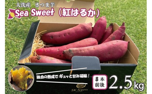 【先行予約】大洗産 さつまいも 紅はるか 2.5kg （8本前後） 「Sea Sweet」 長期熟成 茨城県産 サツマイモ 土付き 生芋 芋 さつま芋 薩摩芋 甘藷 べにはるか
