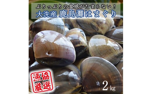 大洗産鹿島灘天然はまぐり 2kg 冷蔵 お吸い物 ハマグリ 蛤 貝 砂抜き