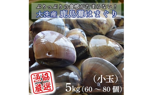 大洗産鹿島灘天然はまぐり 5kg 冷蔵 お吸い物 ハマグリ 蛤 貝 砂抜き