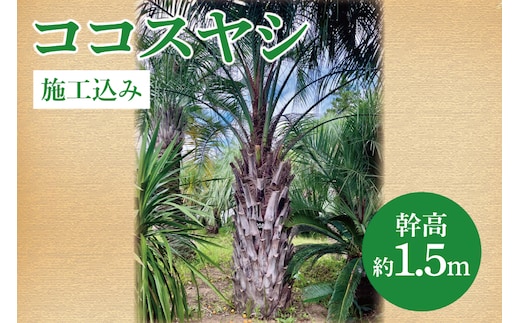 ココスヤシ 幹高約1.5m【施工込み】ヤシの木 ヤシ リゾート ガーデン 自宅 別荘 南国 庭木 観葉植物 大洗町
