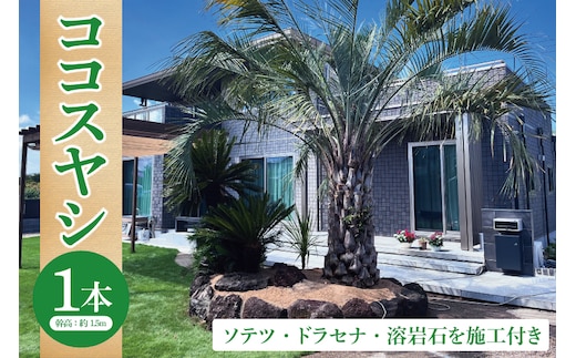 ココスヤシ 幹高約1.5m１本・ソテツ・ドラセナ・溶岩石【施工込み】 ヤシの木 ヤシ リゾート ガーデン 自宅 別荘 南国 庭木 観葉植物 大洗町
