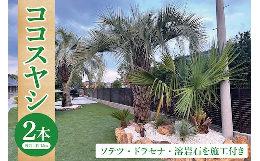 ココスヤシ 幹高約1.5m２本・ソテツ・ドラセナ・溶岩石【施工込み】 ヤシの木 ヤシ リゾート ガーデン 自宅 別荘 南国 庭木 観葉植物 大洗町