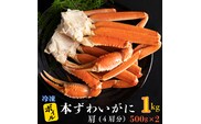 【12月25日決済確定分まで年内発送】 ボイル 本ずわいがに 1kg 4肩 (500g × 2) カジマ ずわい蟹 ズワイガニ ずわいがに かに カニ 蟹