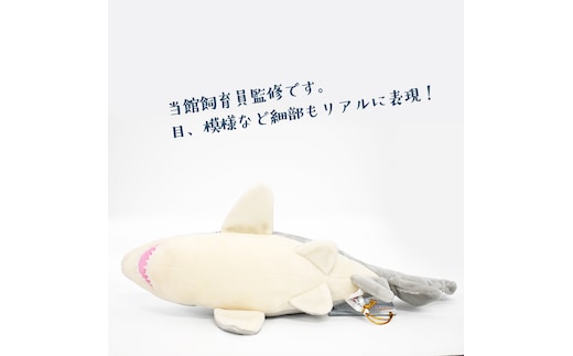 ぬいぐるみ シロワニ アクアワールド 大洗 オリジナル サメ グッズ 茨城 水族館 さめ 鮫 限定 | dショッピングふるさと納税百選