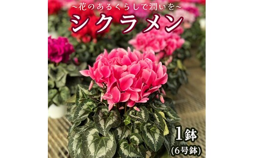 【 先行予約 11月下旬より順次発送 】 シクラメン 6号鉢 1鉢 ～ 花のあるくらしで潤いを～お花 鉢植 ギフト クリスマス プレゼント 鉢花 フラワーギフト おまかせ 贈答 [AJ001ya]