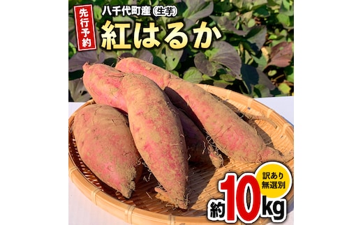 訳あり さつまいも 紅はるか 約 10kg 土付き 無選別 茨城 八千代町産 生芋 サツマイモ さつま芋 焼き芋 やきいも 芋 イモ 野菜 不揃い 規格外 長期熟成 おやつ デザート 秋 旬 農家直送 【 先行予約 2026年10月下旬以降発送 】 [AX010ya]