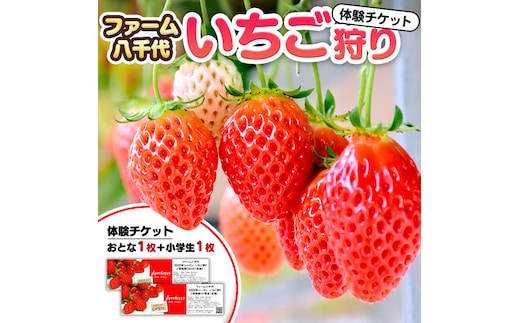 いちご狩り体験 チケット おとな1枚 小学生1枚 いちご狩り 体験 イチゴ 苺 フルーツ 果物 食べ放題 [BP001ya]
