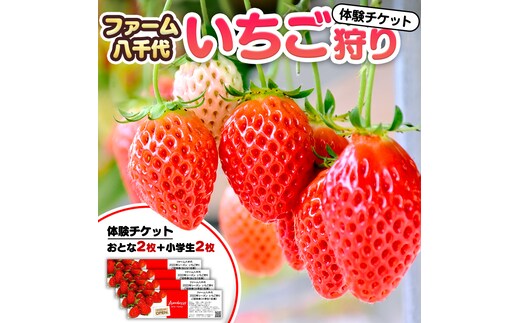 いちご狩り体験 チケット おとな2枚 小学生2枚 いちご狩り 体験 イチゴ 苺 フルーツ 果物 食べ放題 [BP002ya]