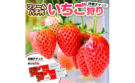 いちご狩り体験 チケット おとな2枚 いちご狩り 体験 イチゴ 苺 フルーツ 果物 食べ放題 [BP003ya]