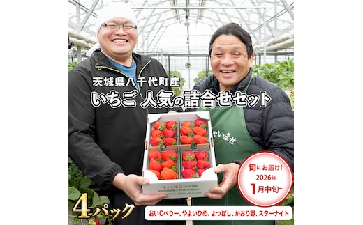 【 先行予約 2026年1月中旬以降発送 】 数量限定 農家直送 ♪ 八千代町産 いちご ボリュームパック （ 4パック ） 人気 の 詰め合わせ セット イチゴ 苺 季節限定 茨城県 フルーツ 果物 食べ比べ セット [AJ002ya]