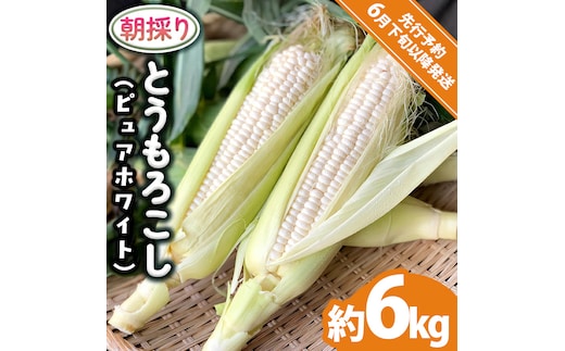 【 先行予約 2026年6月下旬以降発送】【 令和8年産 】 朝採り とうもろこし （ ピュアホワイト ） 約 6kg トウモロコシ スイートコーン 野菜 産地直送 期間限定 [AX060ya]