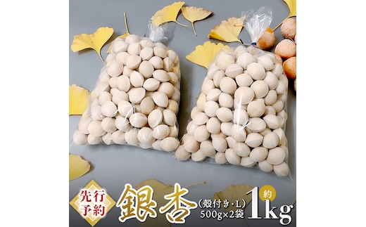 【 先行予約 2025年10月上旬以降発送 】銀杏 ぎんなん 約1kg ( 殻付き ・ L ) 500g × 2袋 イチョウ 秋 美味 栄養満点 健康 高血圧予防 むくみ改善 疲労回復 美肌 [AX025ya]
