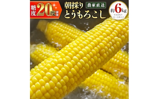 朝採り 農家直送 とうもろこし 6kg 「 おおもの 」【 先行予約 2026年7月中旬以降発送】トウモロコシ スイートコーン コーン 野菜 大粒 大きい 新鮮 甘い 高糖度 サラダ 八千代町産 茨城県産 産地直送 [AX027ya]