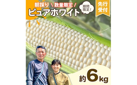 【先行予約 2026年6月下旬以降発送 】 【 令和8年産 】 朝採り 白い とうもろこし ピュアホワイト 約 6kg トウモロコシ 期間限定 甘い 生食 [AX028ya]