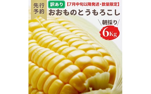 【先行予約 2026年7月中旬以降発送 】【 令和8年産 】【 訳あり 】 八千代町産 農家直送 朝採り とうもろこし おおもの 6kg トウモロコシ スイートコーン 産地直送 規格外 不揃い 傷 [AX031ya][SZRY]