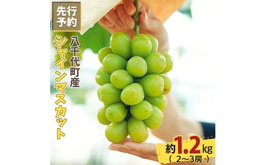 八千代町産 シャインマスカット 約1.2kg ( 2～3房 ) 【 2026年8月下旬以降発送】 産地直送 フルーツ ぶどう 果物 ブドウ 葡萄 マスカット 先行予約 数量限定 ふるさと納税 [CU001ya]