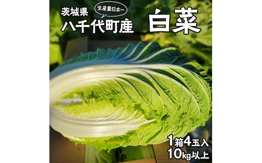 【2025年11月上旬より発送開始】 茨城県 八千代町産 白菜 はくさい 1箱 （ 4玉 ） 10kg 以上 生産量 日本一 農家直送 期間限定 ハクサイ 鍋 冬野菜 野菜 やさい 旬 ふるさと納税 6000円 八千代町 茨城 [AV009ya]