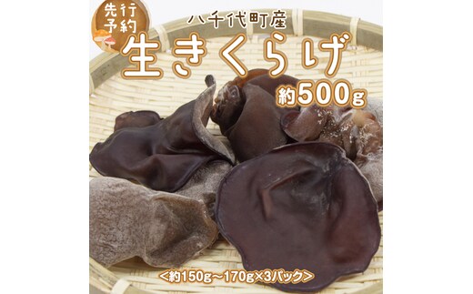 【先行予約 2026年6月以降発送】八千代町産 生きくらげ 約 500g (約 150g ～ 170g × 3パック ） キクラゲ 木耳 きのこ キノコ ふるさと納税 7000円 茨城県 八千代町 [CW001ya]