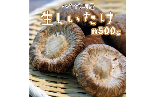 八千代町産 生 しいたけ 約500g 椎茸 生椎茸 シイタケ きのこ キノコ ふるさと納税 5000円 茨城県 八千代町 [CW003ya]
