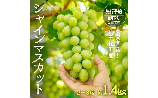 【 先行予約 2026年8月下旬以降発送 】 農家直送 ! 八千代町産 シャインマスカット 約 1.4kg （ 2～3房 ） マスカット フルーツ 果物 2026年 先行受付 ぶどう ブドウ 葡萄 フルーツ ふるさと納税 [AJ003ya]