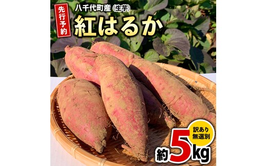 訳あり さつまいも 紅はるか 約 5kg 土付き 無選別 茨城 八千代町産 生芋 サツマイモ さつま芋 焼き芋 やきいも 芋 イモ 野菜 不揃い 規格外 長期熟成 おやつ デザート 秋 旬 農家直送 5000円 【 先行予約 2025年10月下旬以降発送 】 [AX046ya]