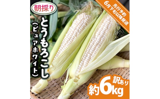 【 先行予約 2026年6月下旬以降発送 】【 令和8年産 】【 訳あり 】 朝採り とうもろこし ピュアホワイト 約6kg トウモロコシ スイートコーン 野菜 産地直送 期間限定 規格外 不揃い 傷 ふるさと納税 7000円 ワケアリ 訳アリ [AX061ya][SZRY]
