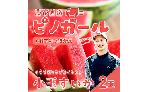 【 先行予約 2026年6月下旬以降発送 】八千代町産 小玉スイカ ピノガール 1箱（2玉入） タネが小さい すいか [SF005ya]