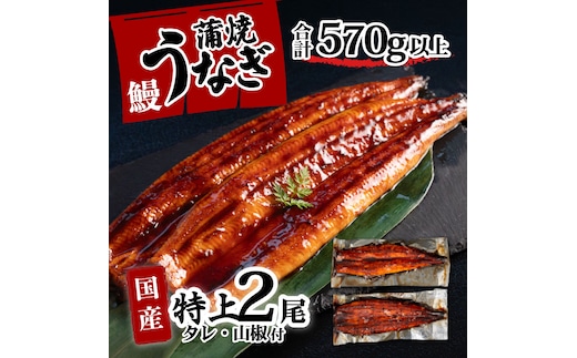 特上 国産うなぎ 蒲焼 2尾セット 【合計570g以上】 タレ・山椒付 ウナギ 鰻 うな重 ひつまぶし 人気 茨城 八千代町 ふるさと納税 冷凍 [SF140ya]