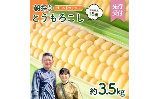 【先行予約 2026年6月中旬以降発送 】 【 令和8年産 】 朝採り とうもろこし （ ゴールドラッシュ ） 約 3.5kg トウモロコシ 朝採り 甘い 新鮮 スイートコーン コーン 野菜 極甘 岩田さん 2025 [AX058ya]