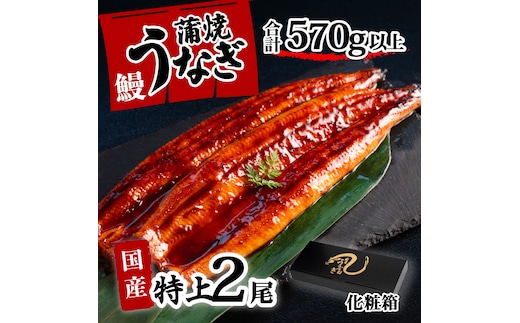 【化粧箱】特上 国産うなぎ 蒲焼 2尾セット 【合計570g以上】 タレ・山椒付 ウナギ 鰻 うな重 ひつまぶし 人気 茨城 八千代町 ふるさと納税 冷凍 ギフト 化粧箱