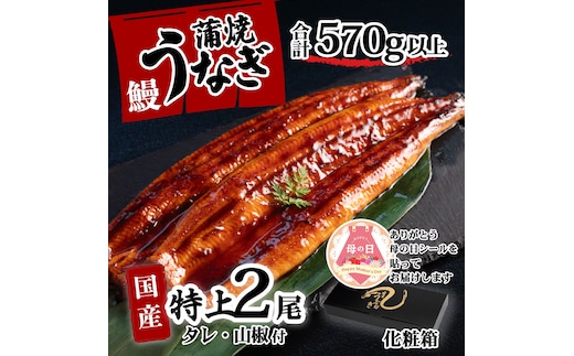 【母の日】【化粧箱】特上 国産うなぎ 蒲焼 2尾セット 【合計570g以上】 タレ・山椒付 ウナギ 鰻 うな重 ひつまぶし 人気 茨城 八千代町 ふるさと納税 冷凍 ギフト 化粧箱 母の日