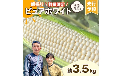 【先行予約 2026年6月下旬以降発送 】 【 令和8年産 】 朝採り 白い とうもろこし ピュアホワイト 約3.5kg トウモロコシ 期間限定 甘い 生食 [AX059ya]