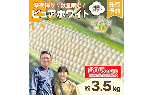 【関東+山梨県 限定当日便】【先行予約 2026年6月下旬以降発送 】 【 令和8年産 】 深夜採り 朝出荷 とうもろこし ピュアホワイト 約3.5kg トウモロコシ スイートコーン コーン 野菜 産地直送 期間限定 極甘 岩田さん 昼めし旅 甘い 生食 [AX067ya]