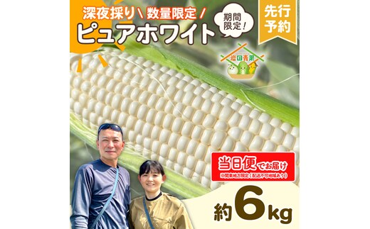 【関東+山梨県 限定当日便】【先行予約 2026年6月下旬以降発送 】 【 令和8年産 】 深夜採り 朝出荷 とうもろこし ピュアホワイト 約6kg トウモロコシ スイートコーン コーン 野菜 産地直送 期間限定 極甘 岩田さん 昼めし旅 甘い 生食 [AX068ya]
