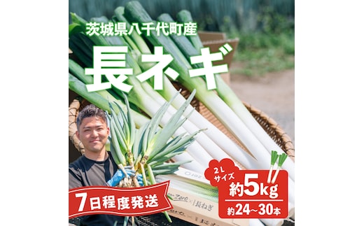 長ネギ 約5kg 2L 約24本～30本 茨城県産 八千代町産 野菜 農家直送 化成肥料不使用 有機肥料100% ねぎ 長ねぎ ネギ 旨味 認定農業者 8500円 [DJ001ya]