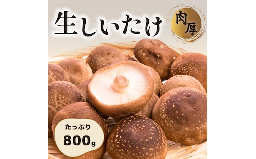 肉厚生しいたけ 800g 椎茸 しいたけ シイタケ 肉厚 生椎茸 国産 [DL002ya]