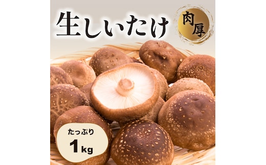 肉厚生しいたけ 1kg 椎茸 しいたけ シイタケ 肉厚 生椎茸 国産 [DL003ya]