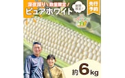 【先行予約 2026年6月下旬以降発送 】 【 令和8年産 】 深夜採り 朝出荷 白い とうもろこし ピュアホワイト 約 6kg トウモロコシ 期間限定 甘い 生食 [AX028ya]