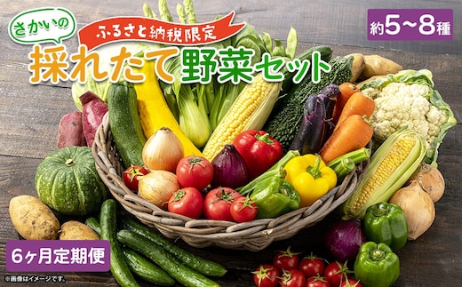 【定期便/6ヶ月連続お届け】さかいの採れたて 野菜セット(5～8種) 道の駅さかい おまかせ 産地直送 新鮮