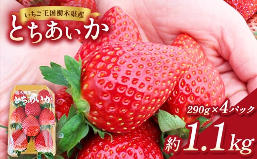 【先行予約】出会いの森いちご園 とちあいか （290g×4パック） | いちご イチゴ 苺 栃木県 果物 くだもの フルーツ とちあいか 新鮮 贈答 ギフト デザート スイーツ ※2026年12月～発送