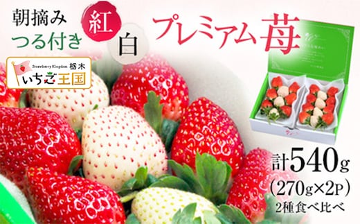 【先行予約】いちご つる付き 紅白プレミアム苺 2パック ※2027年3月上旬～発送