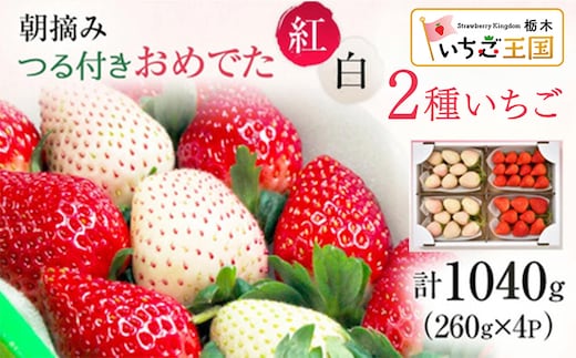 【先行予約】いちご おめでた紅白2種いちご 4パック ※2027年3月上旬～発送