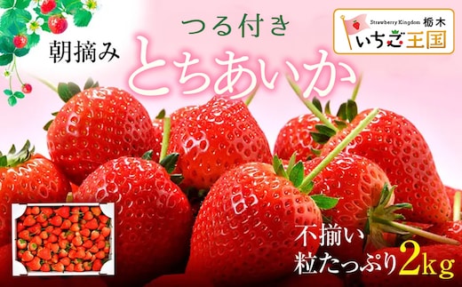 【訳あり】いちご とちあいか不揃い粒 2kg ※2027年5月～発送