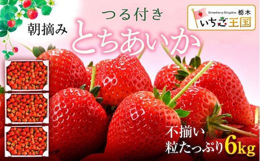 【訳あり】いちご とちあいか不揃い粒 2kg×3箱 計6kg ※2027年5月中旬～発送