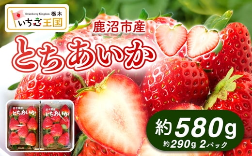 【先行予約】出会いの森いちご園 とちあいか （290g×2パック） | いちご イチゴ 苺 栃木県 果物 くだもの フルーツ とちあいか 新鮮 贈答 ギフト デザート スイーツ ※2026年12月～発送