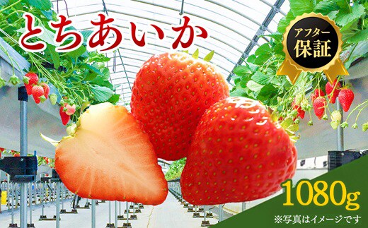 【先行予約】いちご市 鹿沼の美味しい「い」「ち」「ご」とちあいか 1箱4パック入り（1パック270g×4）（1月発送） ｜ イチゴ フルーツ 果物 甘い うまい 日本一 品質 ビタミンC かぬま ※沖縄・離島への配送不可 ※2026年1月上旬～1月下旬頃に順次発送予定