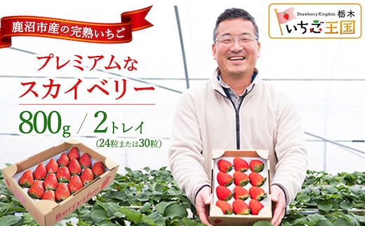 【先行予約/数量限定】プレミアムな完熟スカイベリー（24粒または30粒）2トレイ800g | 栃木県 鹿沼市 産地直送 旬 いちご こだわり 高級品 贈答用 イチゴ 苺 果物 フルーツ 期間限定 ※2026年12月～発送