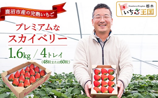 【先行予約/数量限定】プレミアムな完熟スカイベリー（48粒または60粒）4トレイ1600g | 栃木県 鹿沼市 産地直送 旬 いちご こだわり 高級品 贈答用 イチゴ 苺 果物 フルーツ 期間限定 ※2026年12月～発送